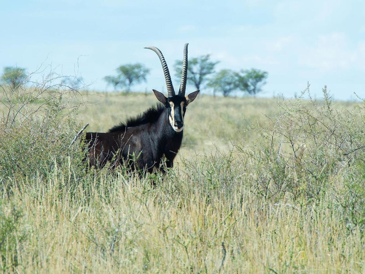 Zoutpanputs Game Lodge Askham Экстерьер фото