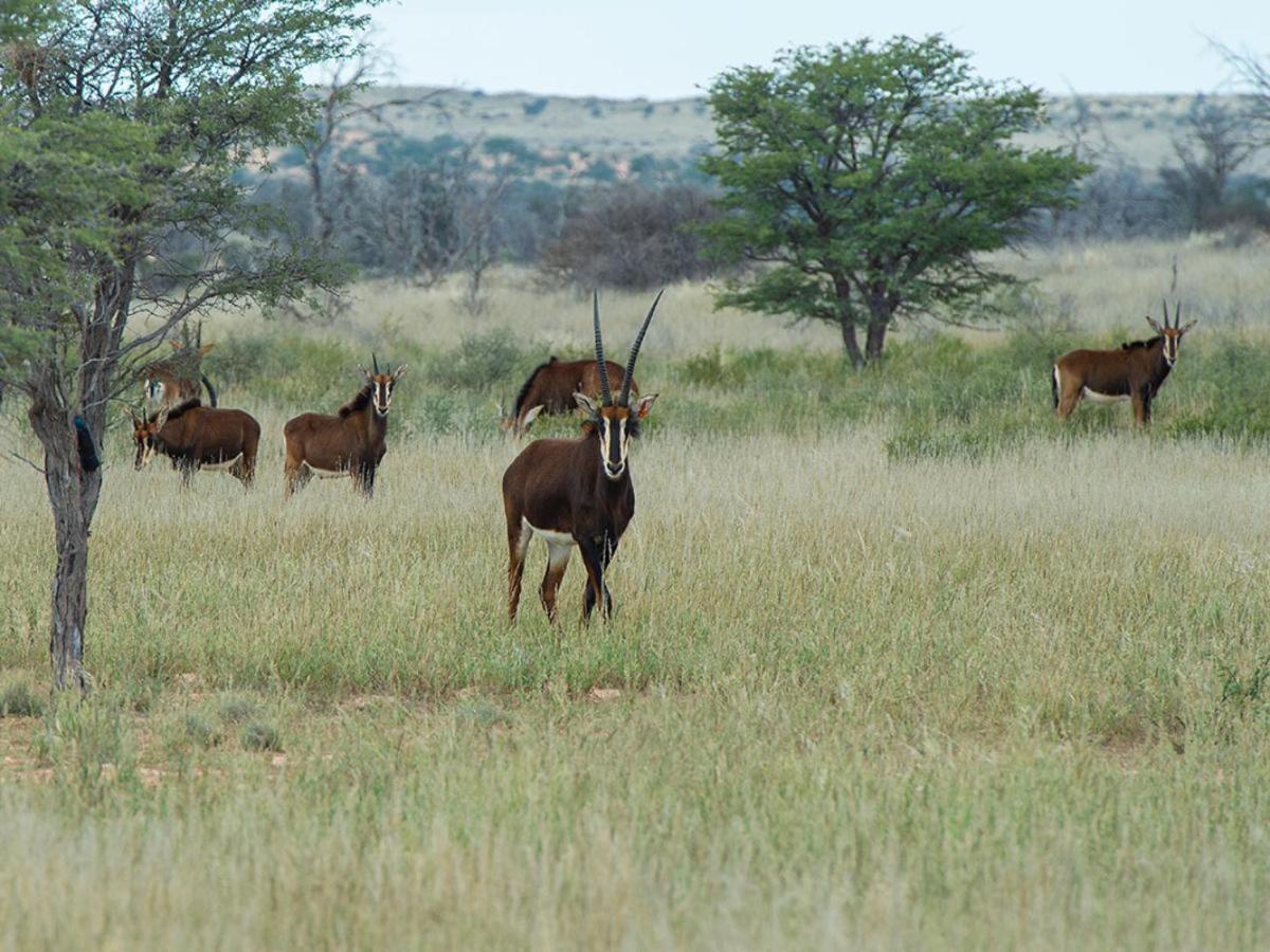 Zoutpanputs Game Lodge Askham Экстерьер фото
